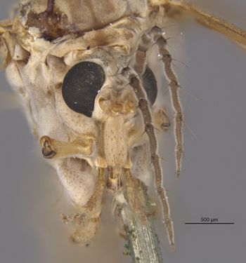 Media type: image;   Entomology 10355 Aspect: head frontal view